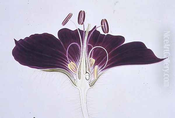 Drawing 38-6 Geranium phaeum, 1909 Oil Painting by Arthur Henry Church