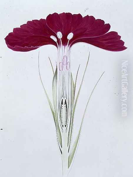 Drawing 22-1 Dianthus barbatus (Sweet William) 1904 Oil Painting by Arthur Henry Church