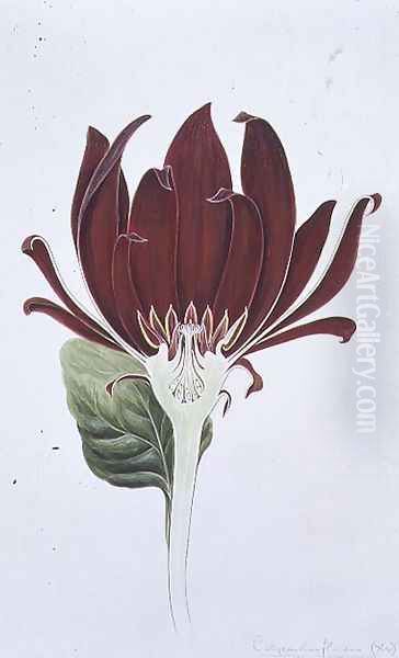 Drawing 3-1 Calycanthus floridus (Carolina Allspice) 1905 Oil Painting by Arthur Henry Church