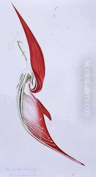 Drawing 57-3 Clianthus puniceus (Glory Pea) 1905 Oil Painting by Arthur Henry Church