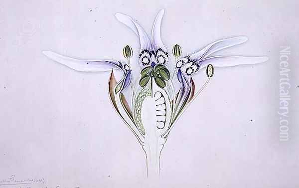 Drawing 1-19 Nigella garidella, 1905 Oil Painting by Arthur Henry Church