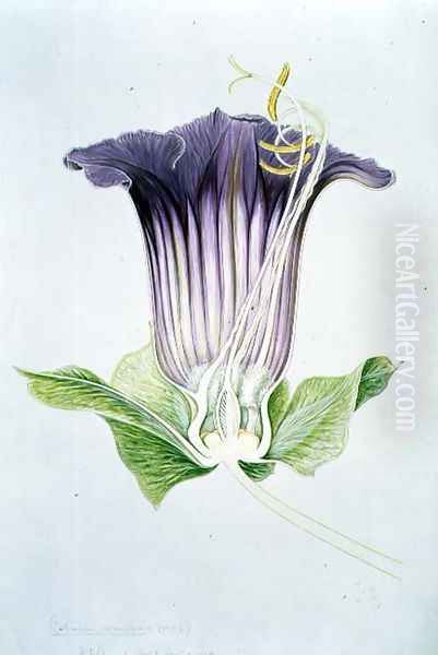 Drawing 110-1 Cobaea scandens (Cup and Saucer Vine) 1909 Oil Painting by Arthur Henry Church