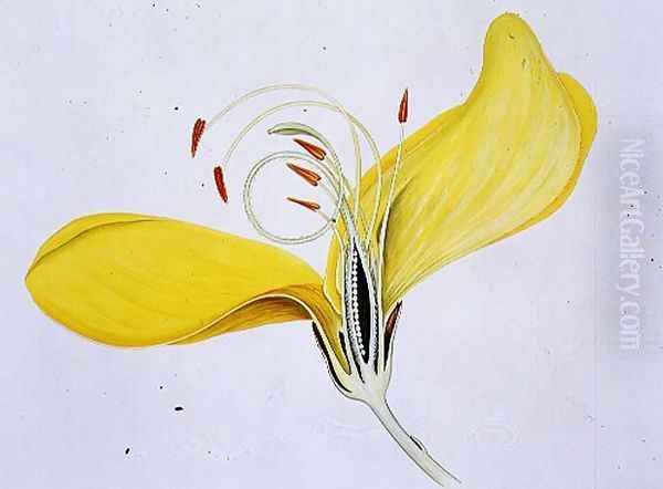 Drawing 57-7 Cytisus scoparius (Common Broom) 1903 Oil Painting by Arthur Henry Church