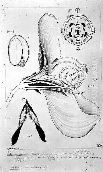 Drawing 57-7 Cytisus scoparius (Common Broom) monochrome version, 1908 Oil Painting by Arthur Henry Church