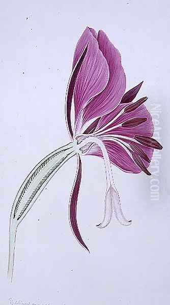 Drawing 70-2 Chameriion angustifolium (Rosebay willowherb) 1904 Oil Painting by Arthur Henry Church