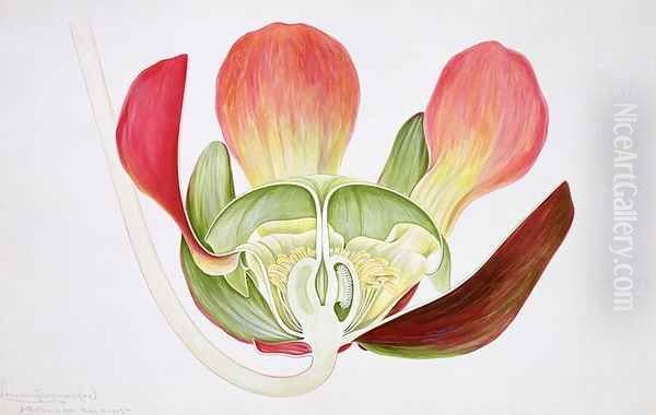 Drawing 9-2 Sarracenia purpurea (Pitcherplant) 1905 Oil Painting by Arthur Henry Church