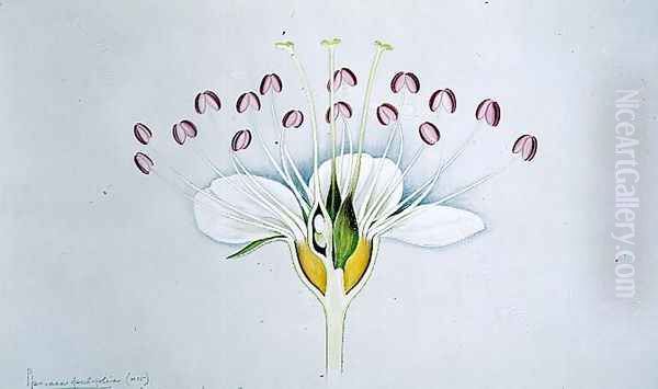 Drawing 58-12 Physocarpus opulifolius (Ninebark) 1906 Oil Painting by Arthur Henry Church