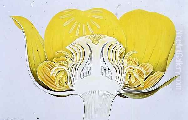 Drawing 8-2 Nuphar luteum (Yellow Waterlily) 1906 Oil Painting by Arthur Henry Church