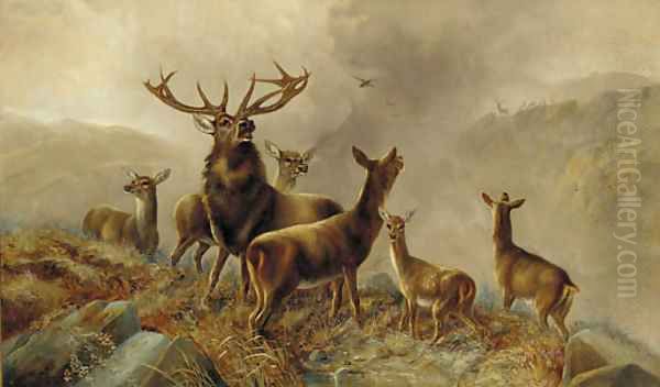 A stag with hinds in a Highland landscape Oil Painting by Robert Cleminson