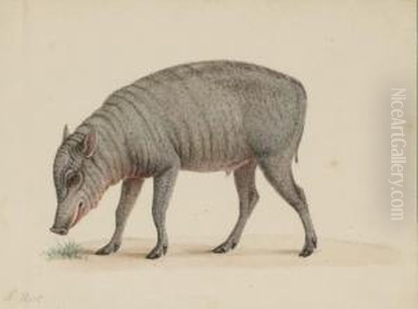 Un Jeune Babiroussa Vu De Profil Vers La Gauche Oil Painting by Nicolas Huet