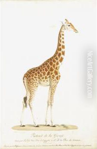 The Royal Giraffe Oil Painting by Nicolas Huet