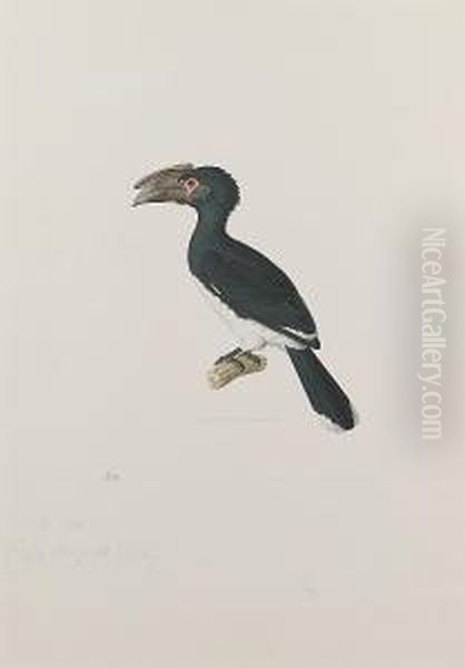 A Hornbill Oil Painting by Nicolas Huet