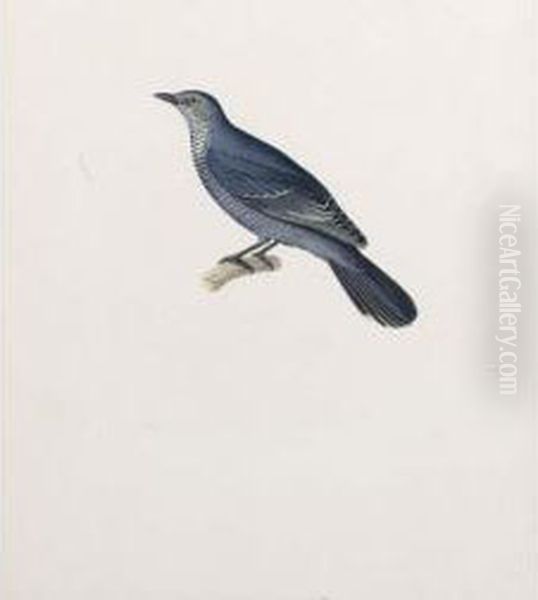 A Cuckoo Oil Painting by Nicolas Huet