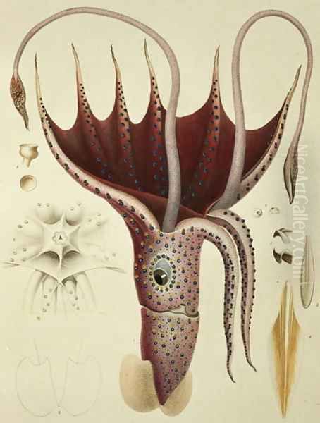 Squid, Pl.2 from 'Histoire Naturelle Generale et Particuliere des Cephalopodes Acetabuliferes', 1835-48 Oil Painting by Antoine Chazal