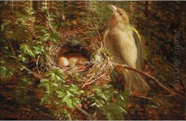 Chaffinch Nesting; Green Finch Guarding The Nest Oil Painting by William Hughes