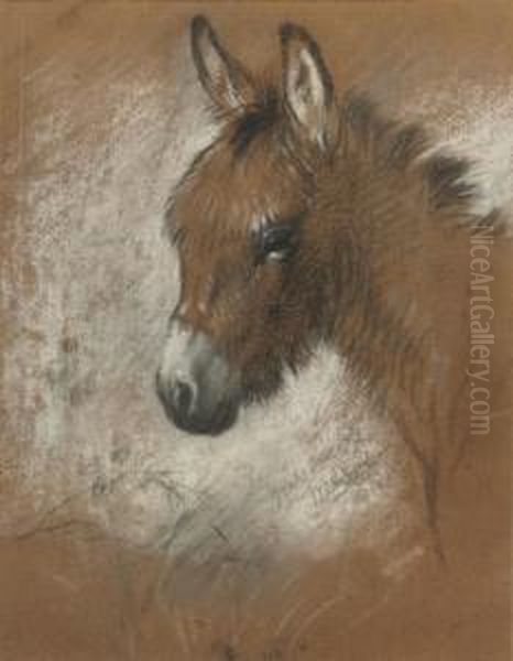 Study Of A Favourite Donkey Oil Painting by Walter Hunt