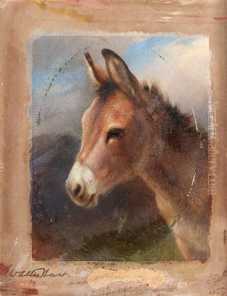 Head Study Of A Donkey Oil Painting by Walter Hunt