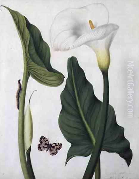 Calla Aethiopica with Butterfly and Caterpillar Oil Painting by Matilda Conyers