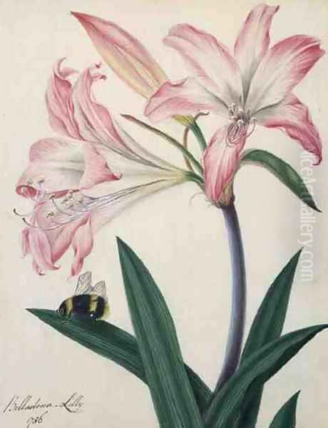 Lilium Belladonna and Bee, 1786 Oil Painting by Matilda Conyers