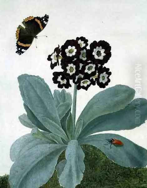 Primula Auricula with Butterfly and Beetle Oil Painting by Matilda Conyers