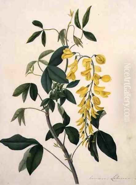 Laburnum Anagyroides Oil Painting by Matilda Conyers