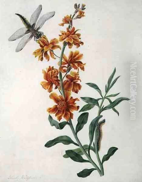 Erysium Cheiri with Dragonfly and Caterpillar Oil Painting by Matilda Conyers