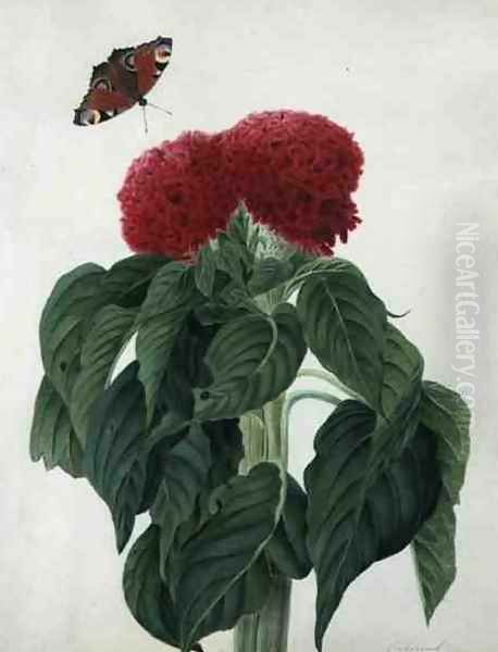 Celosia Argentea Cristata and Butterfly Oil Painting by Matilda Conyers