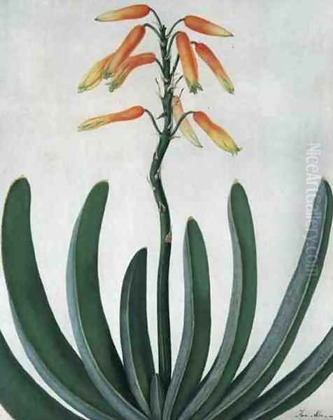 Aloe Striata Oil Painting by Matilda Conyers