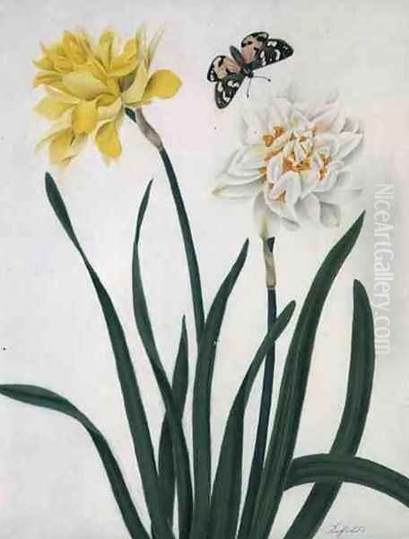 Narcissi and Butterfly Oil Painting by Matilda Conyers