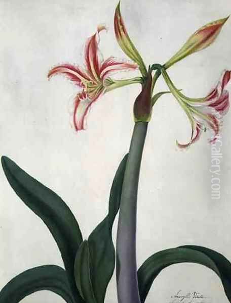 Amaryllis Vitata Oil Painting by Matilda Conyers