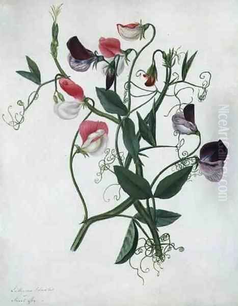 Lathyrus Odoratus Oil Painting by Matilda Conyers