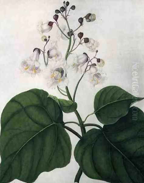 Catalpa Speciosa Oil Painting by Matilda Conyers