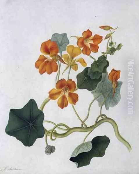 Tropaeolum Oil Painting by Matilda Conyers