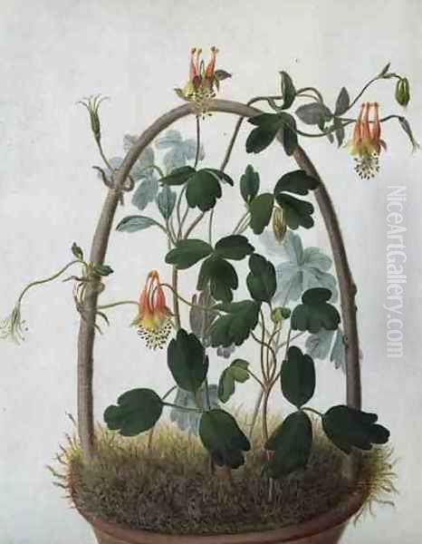 Tropaeolum Tuberosum Oil Painting by Matilda Conyers