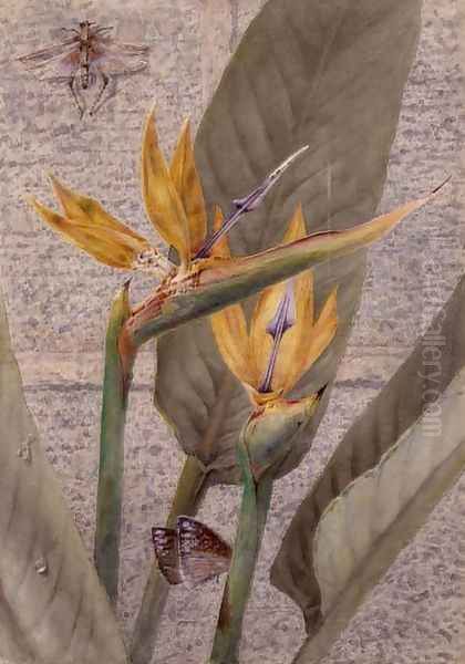 A Strelizia Lily Oil Painting by General John Chamberlayne