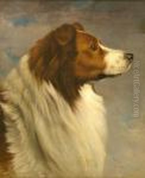 Collie Head Study Oil Painting by David Johnson