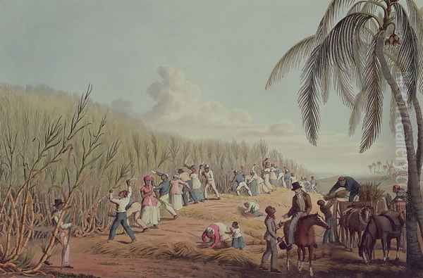 Slaves Fell the Ripe Sugar, Antigua, 1823 Oil Painting by William Clark