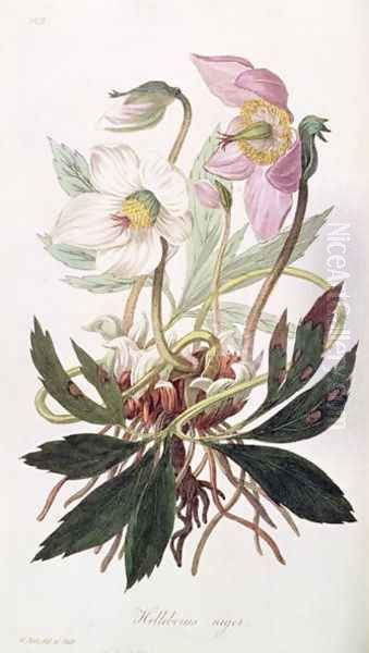 Christmas Rose: from 'Medical Botany', 1827 Oil Painting by William Clark