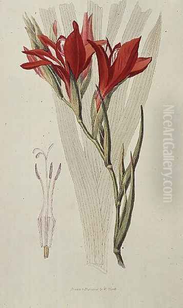 Gladiolus: (Red) from `Flora Conspicua', 1825 by William Clark