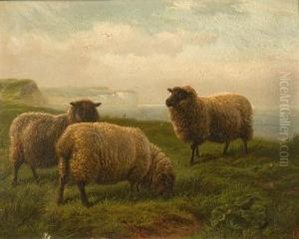 Grazing Sheep Beside The Coast Oil Painting by Charles Jones