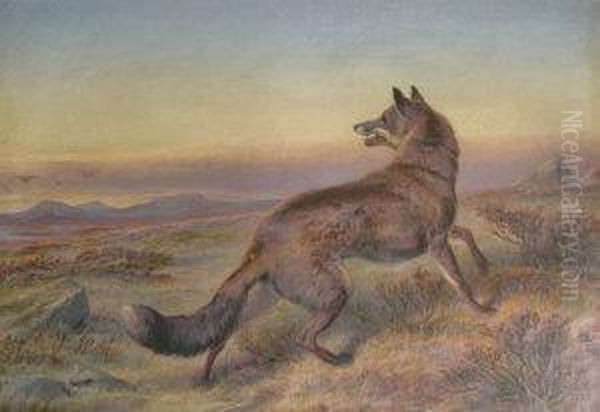 Study Of A Fox In Landscape Oil Painting by Charles Jones