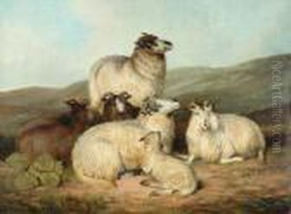 Sheep And A Lamb Resting Oil Painting by Charles Jones