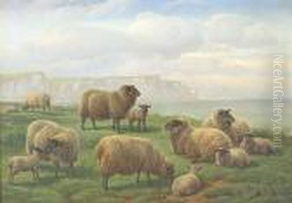 Sheep On A Grassy Clifftop, Chalk Cliffs Beyond Oil Painting by Charles Jones