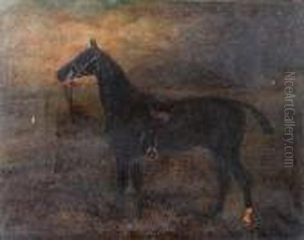 'tommy' A Saddled Hunter Oil Painting by Herbert Jones