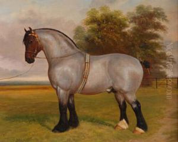 Shire Horsewith Bridle Standing In A Field Oil Painting by Herbert Jones