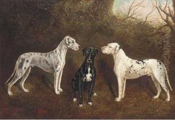 The Great Danes, Highfield 
Schamberg, Highfield Bess, And Highfieldviking, The Property Of George 
Ray Esq. Of Highfields,nantwich Oil Painting by Herbert Jones