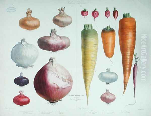 Onions, Radishes and Carrots, from the first 'Album Vilmorin', 1850 Oil Painting by Elisa Champin