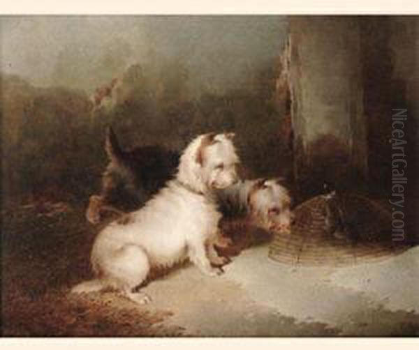 Terriers by Paul Jones