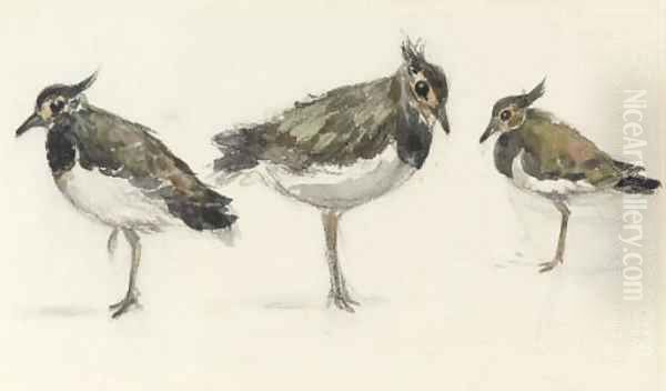 Study of peewits Oil Painting by Thomas Churchyard