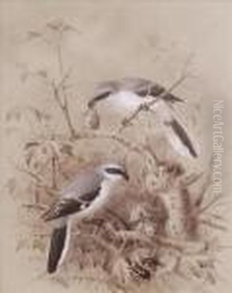 Shrikewith Their Prey In A Thorn Bush Oil Painting by Johan Gerard Keulemans